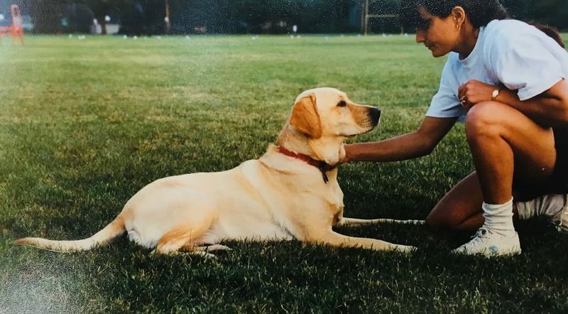 Labrador Retriever