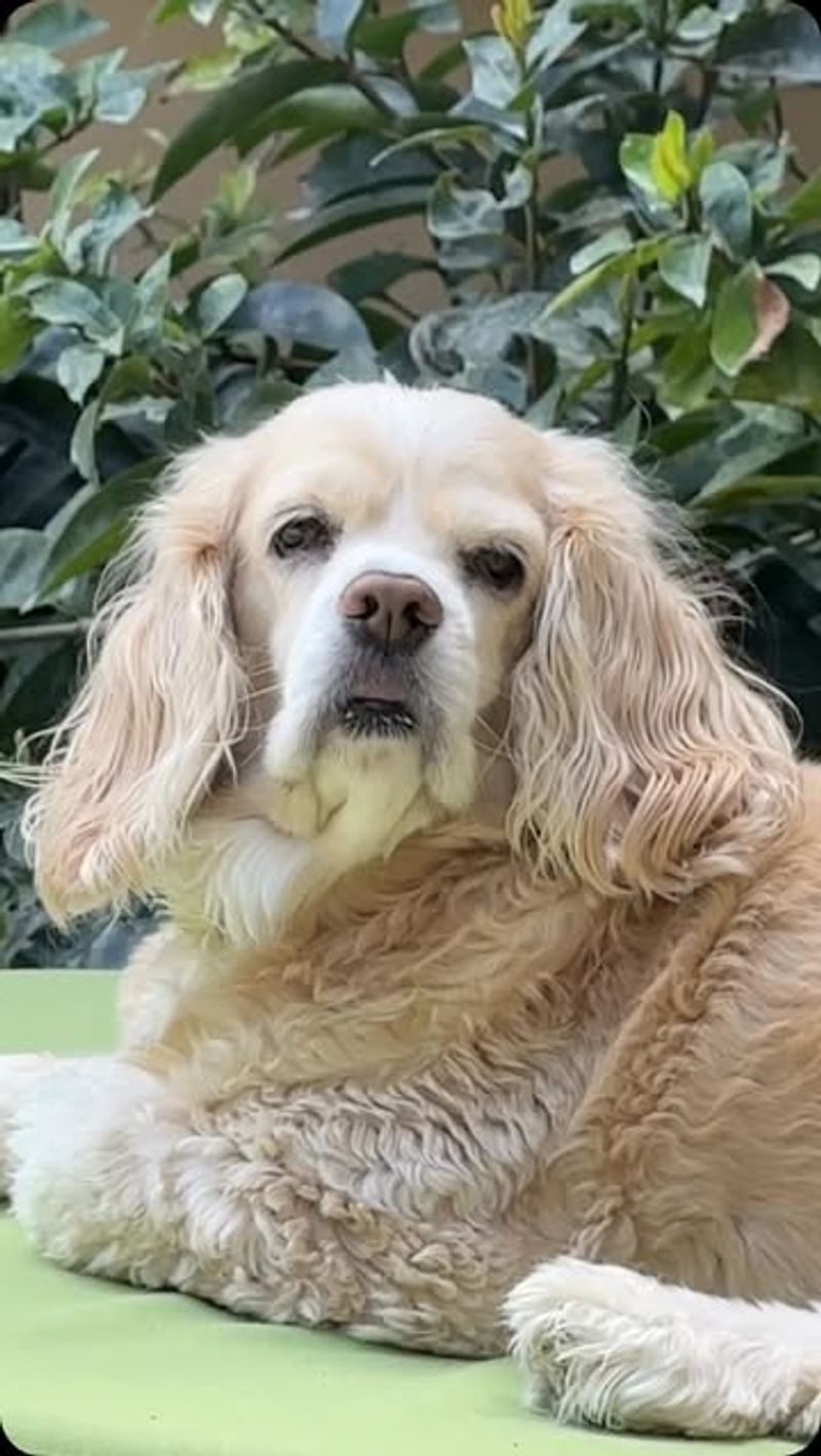 Cocker Spaniel