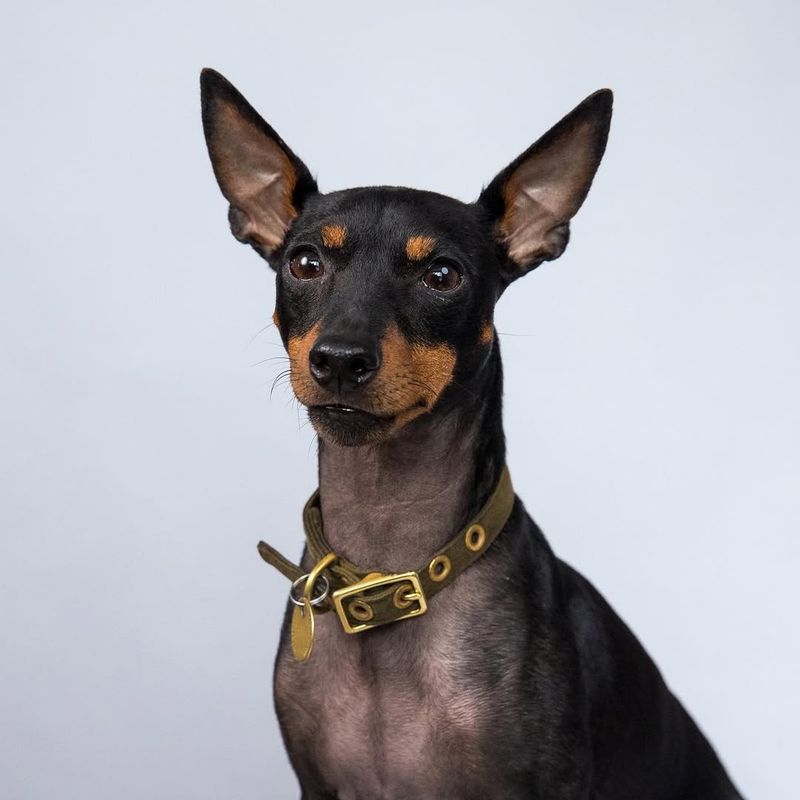 English Toy Terrier