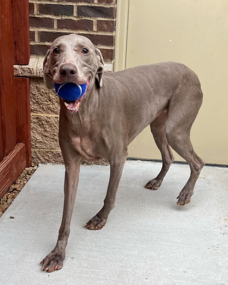 Weimaraner