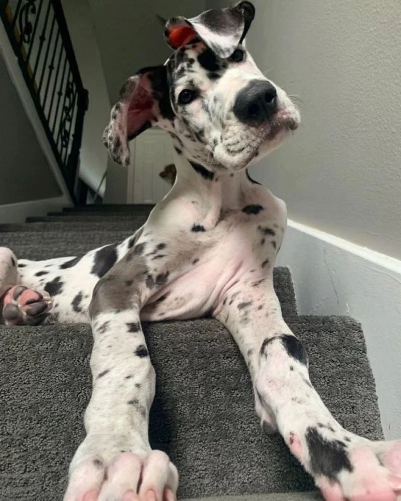 Great Dane