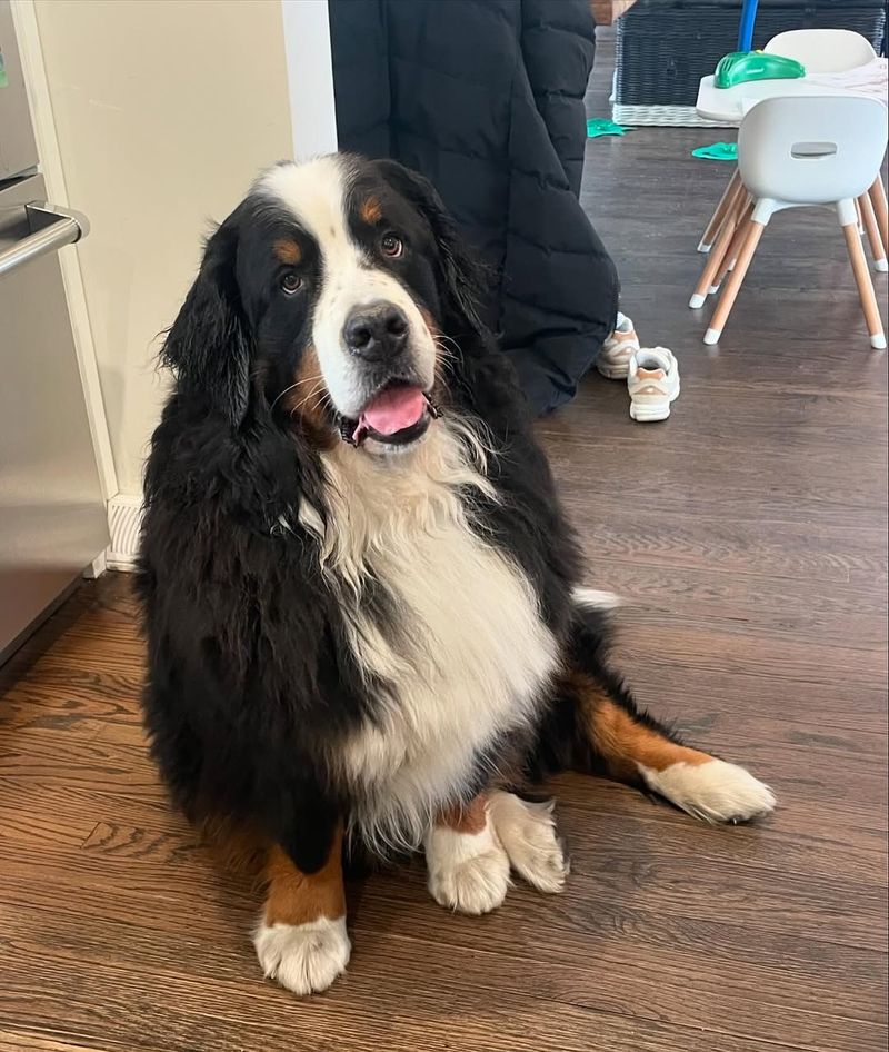 Bernese Mountain Dog