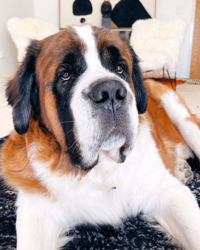 Saint Bernard