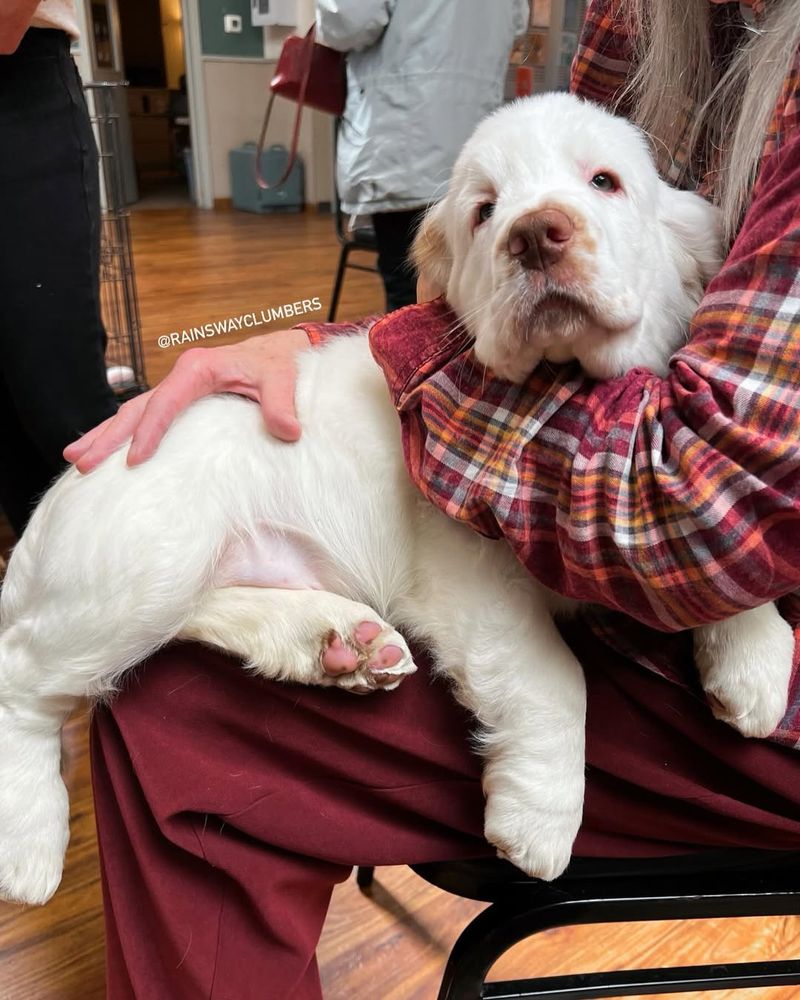 Clumber Spaniel