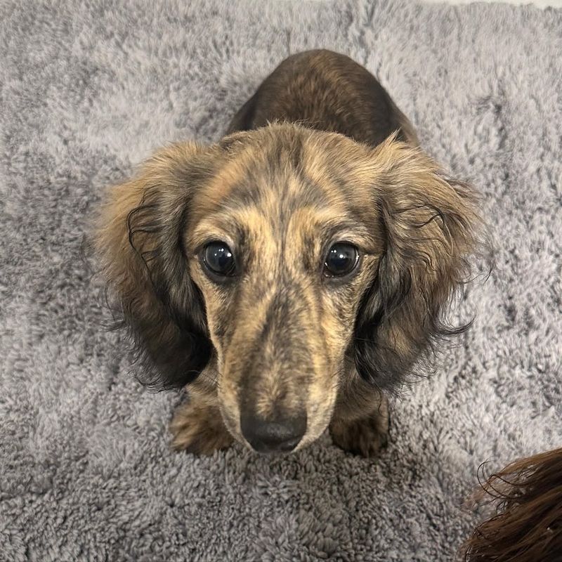 Brindle Dachshund