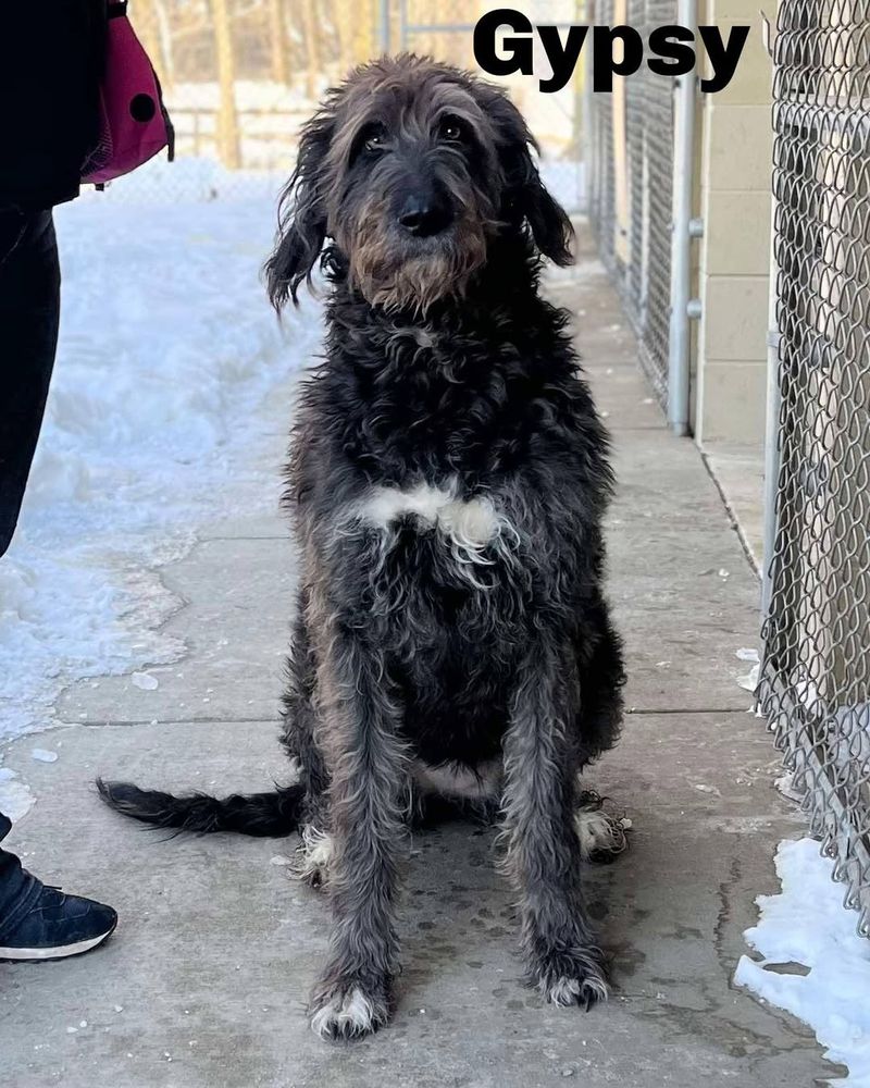 Irish Wolfhound