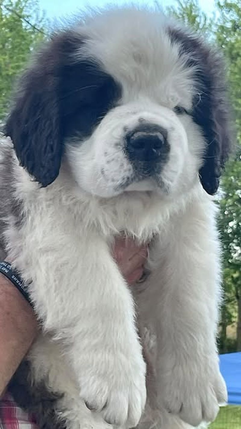 Saint Bernard