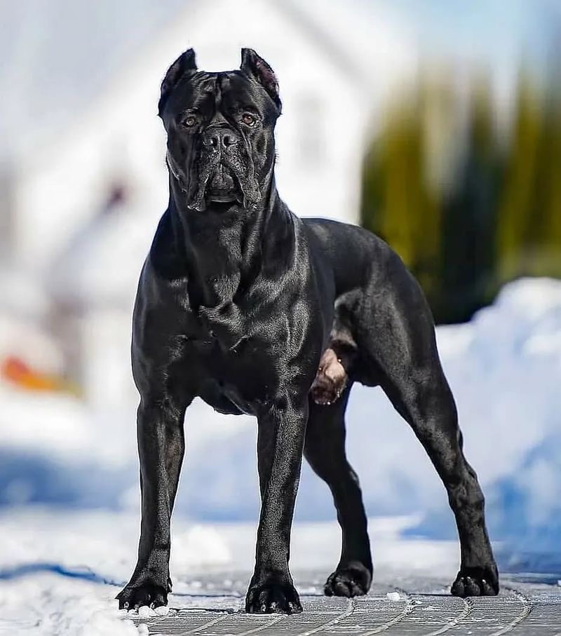 Cane Corso