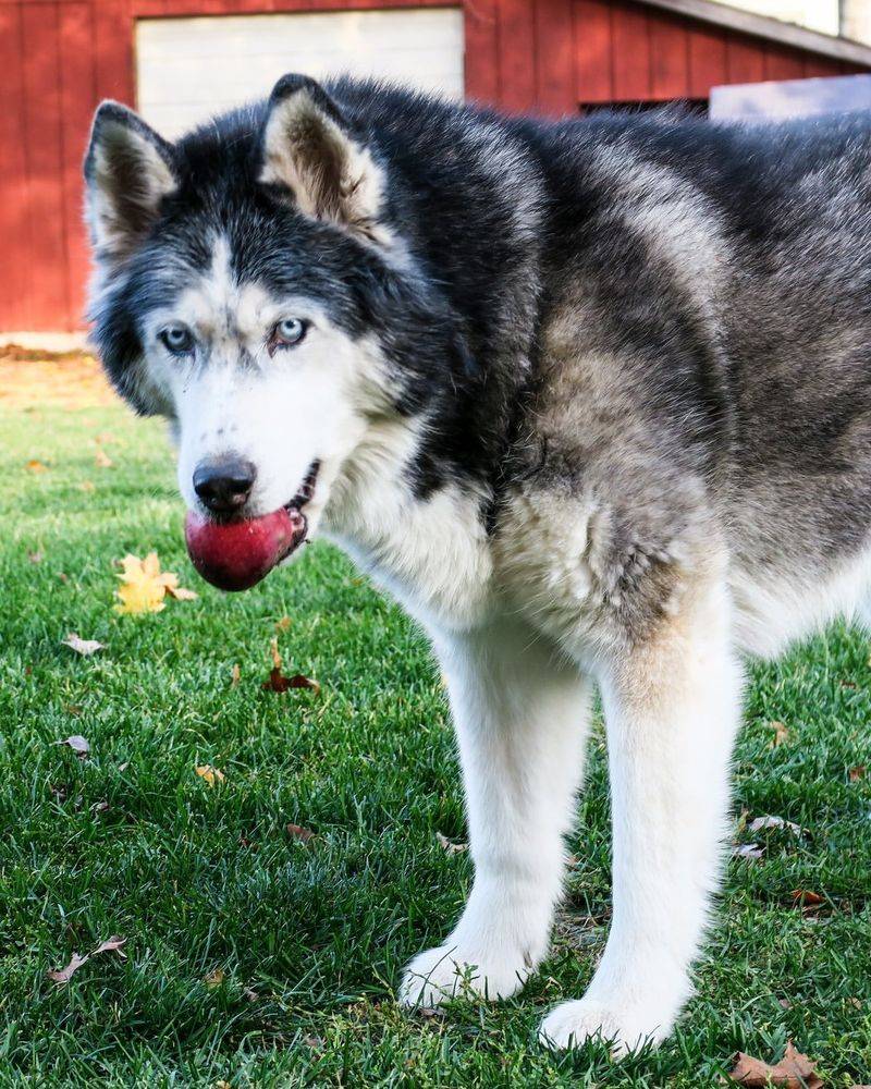 Siberian Husky