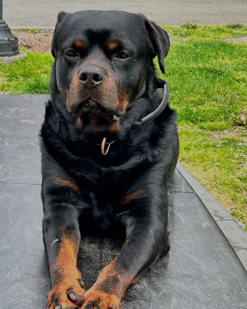 Rottweiler