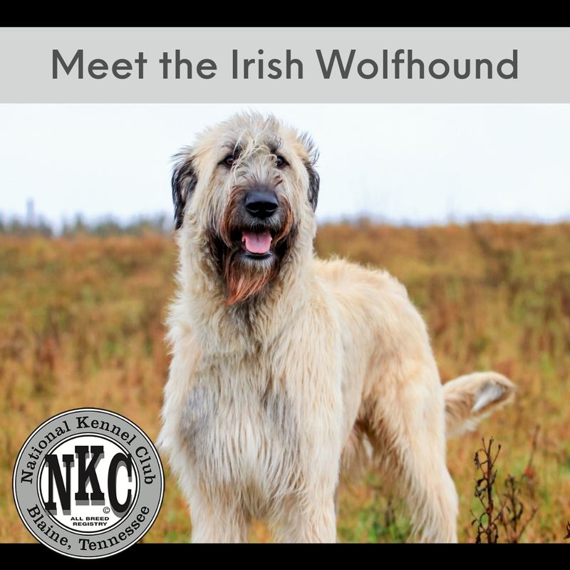 Irish Wolfhound