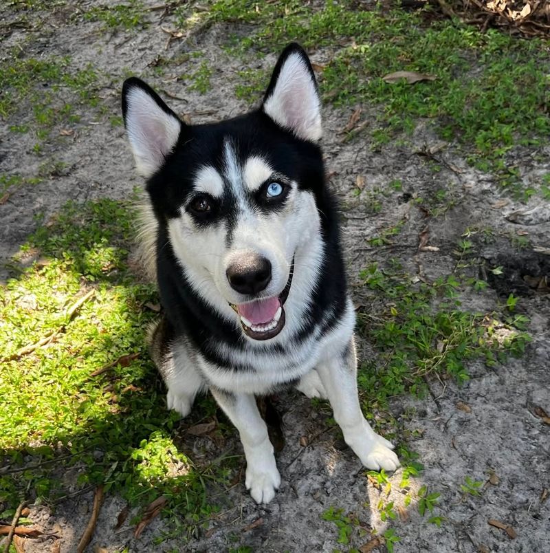 Siberian Husky