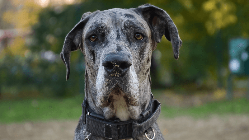 Great Dane