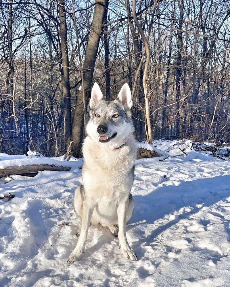 Czech Wolfdog