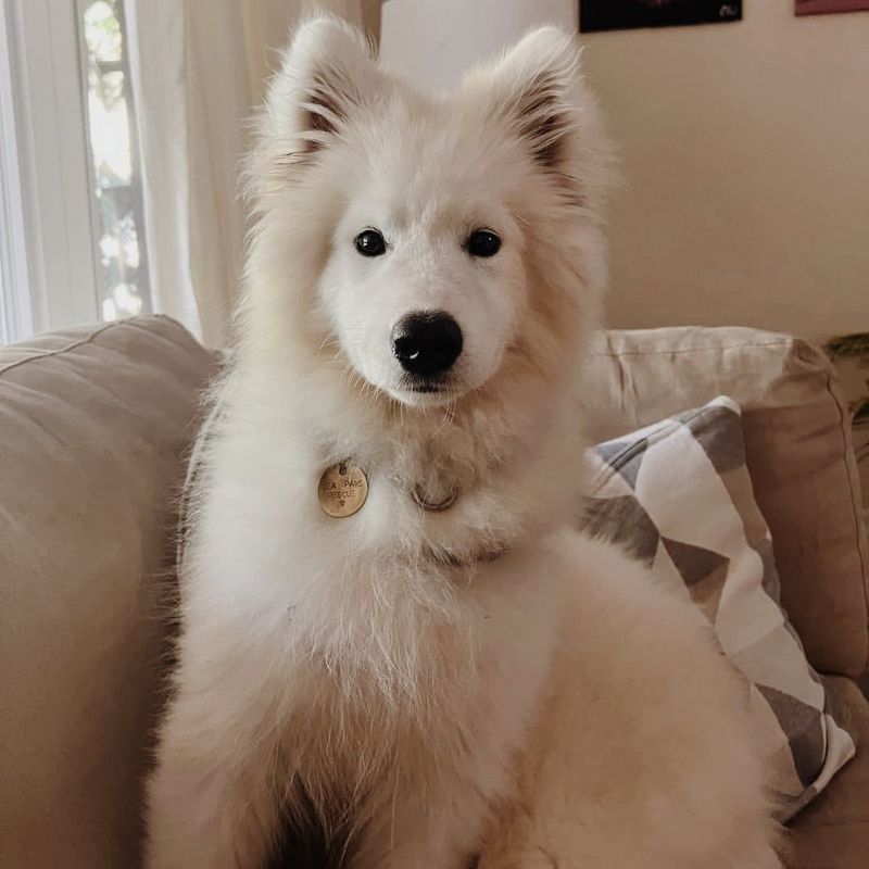 Samoyed