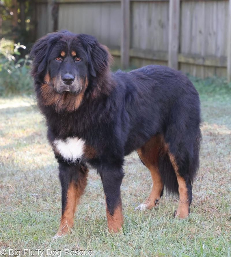 Tibetan Mastiff