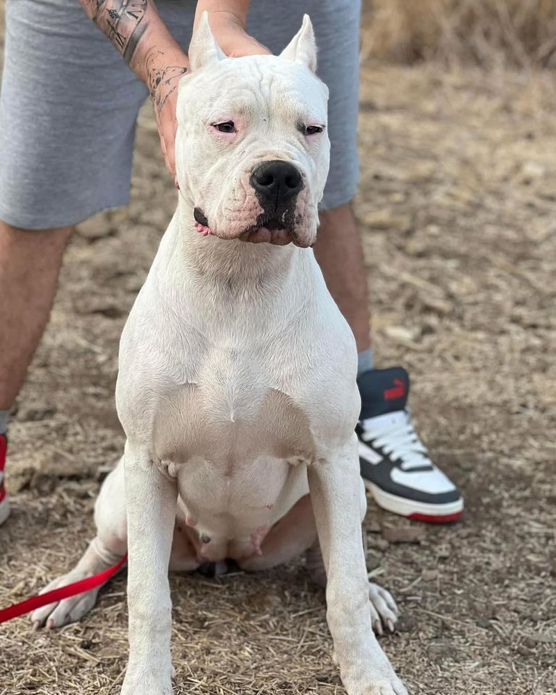 Dogo Argentino