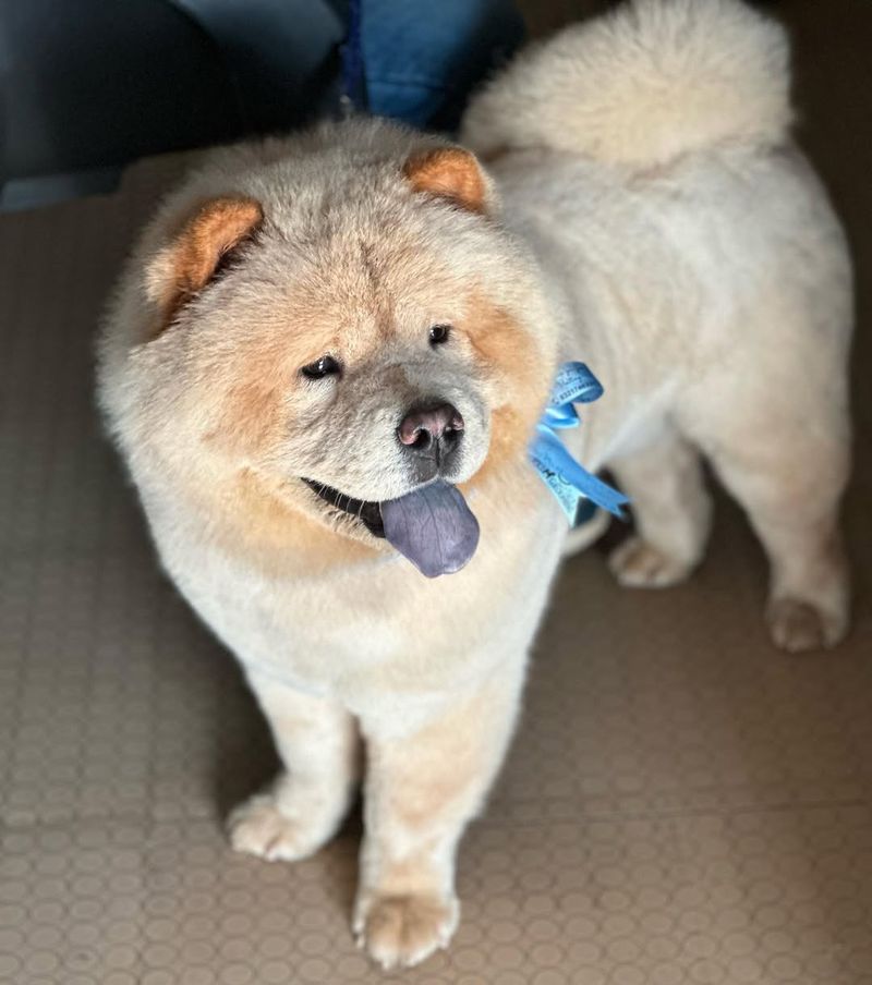 Chow Chow