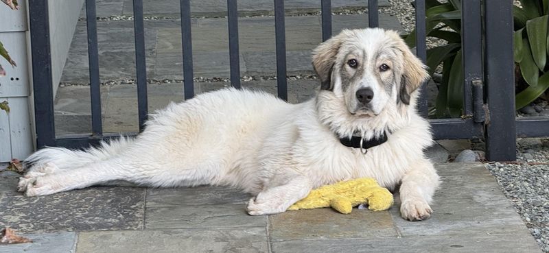 Great Pyrenees