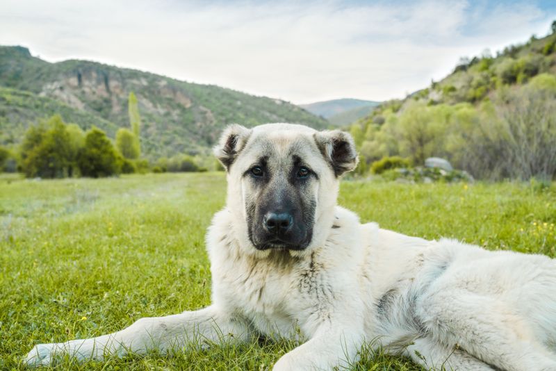 Anatolian Shepherd