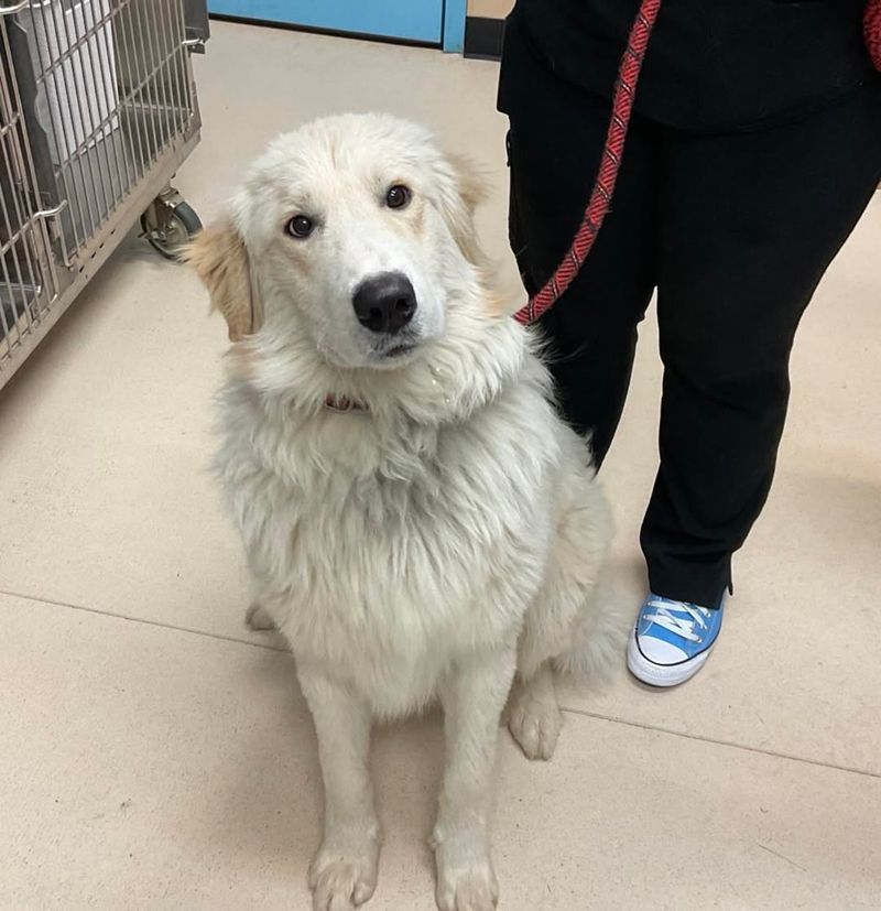 Pyrenean Mastiff