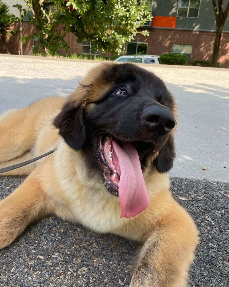 Leonberger