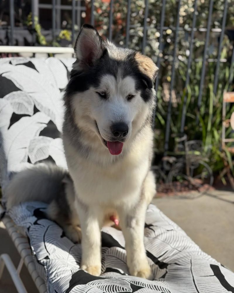 Alaskan Malamute