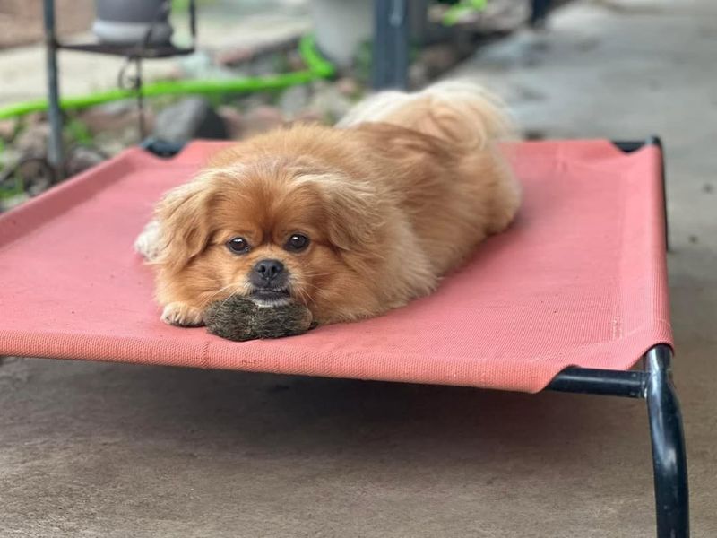 Tibetan Spaniel