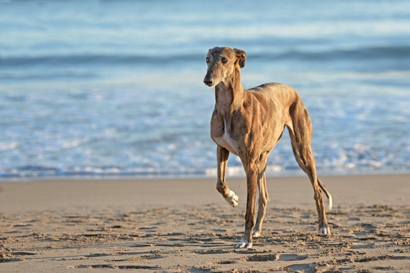 Greyhound
