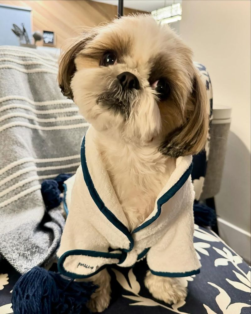 Shih Tzu