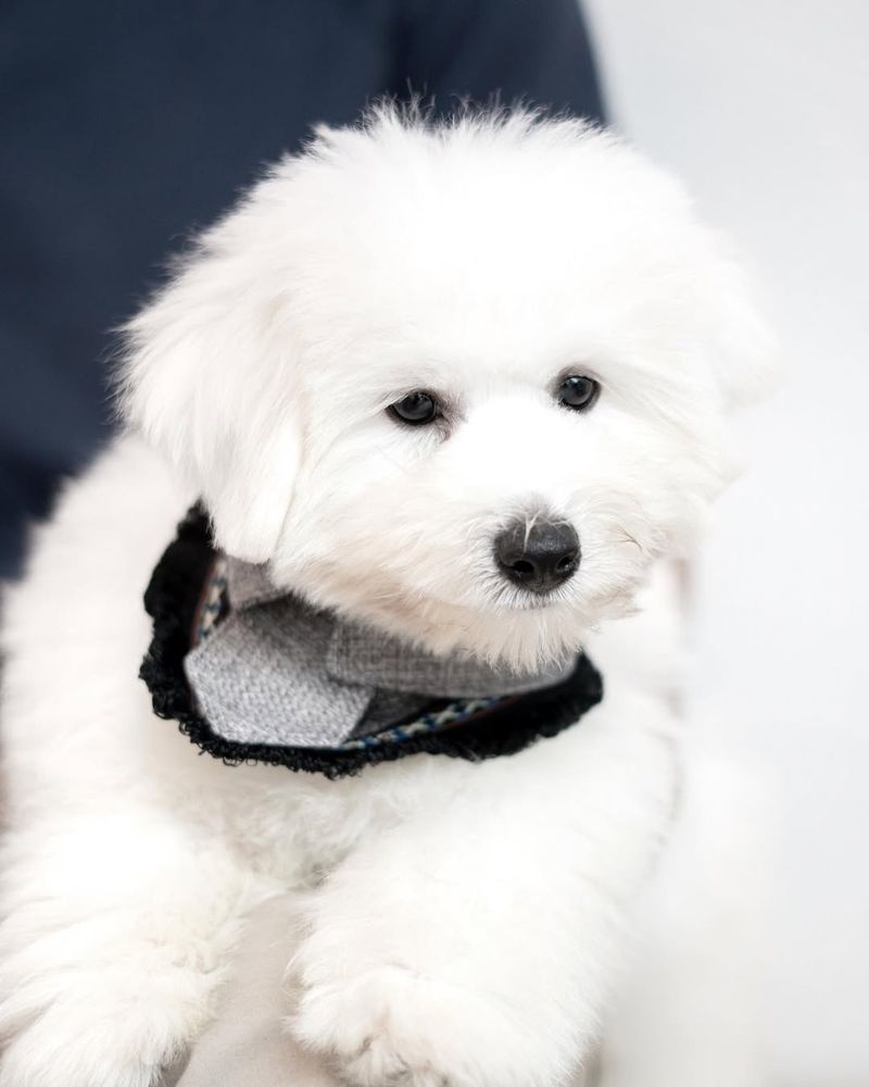 Coton de Tulear