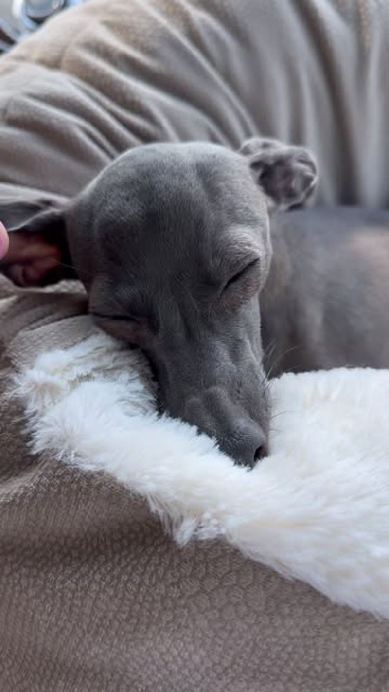 Italian Greyhound