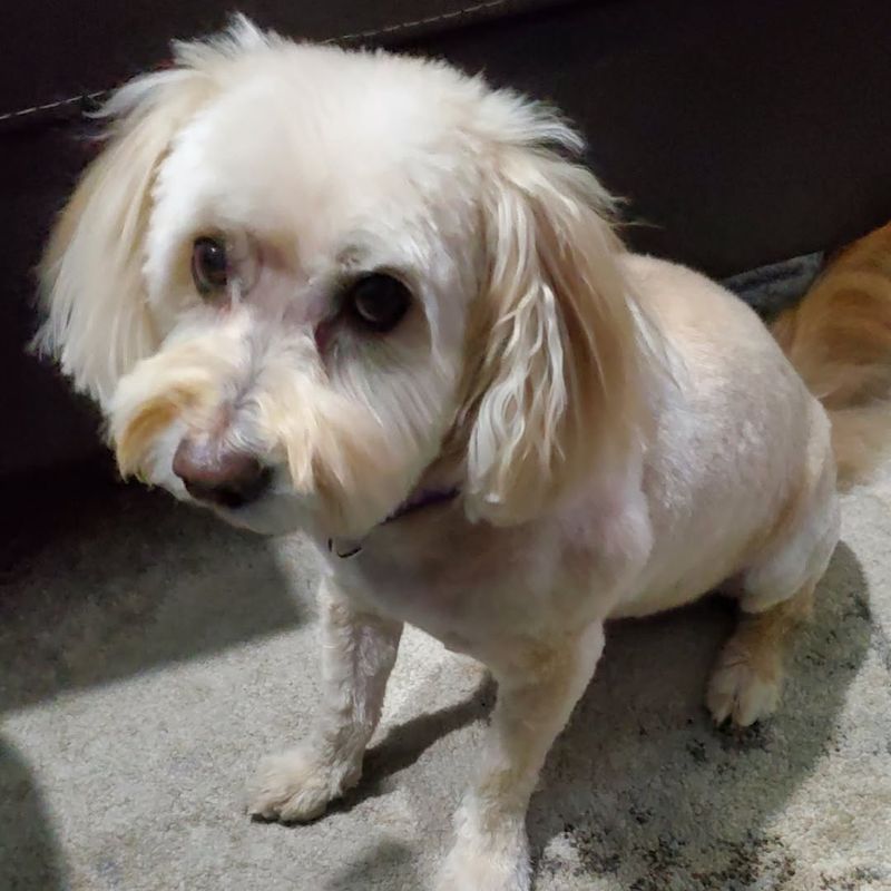 Lhasa Apso