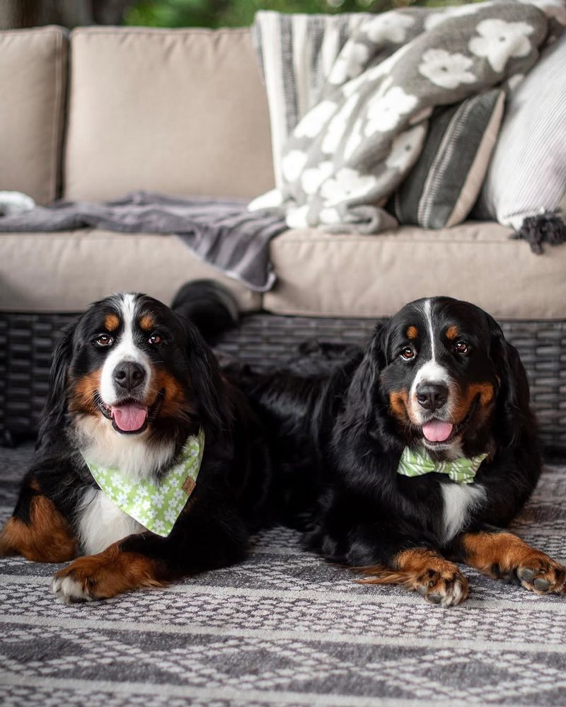 Bernese Mountain Dog