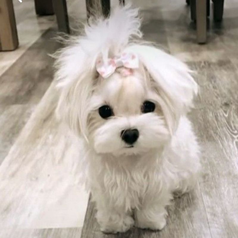 Maltese