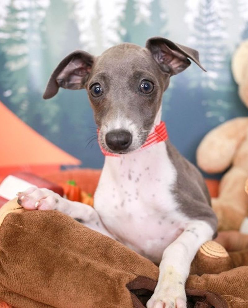 Italian Greyhound