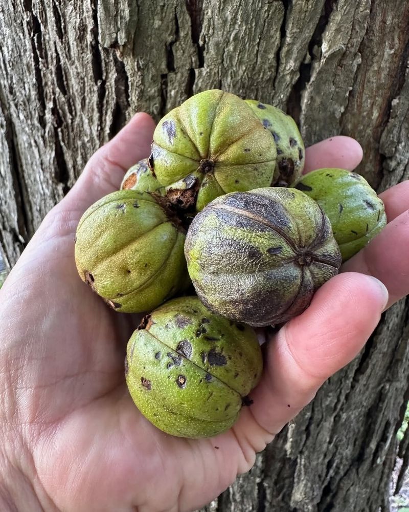 Hickory Nuts