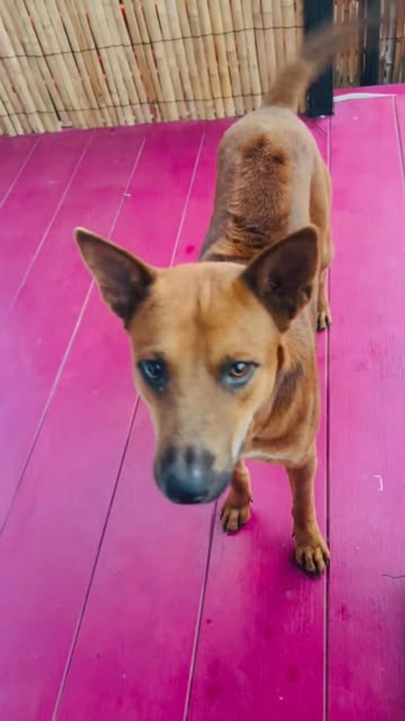 Thai Ridgeback
