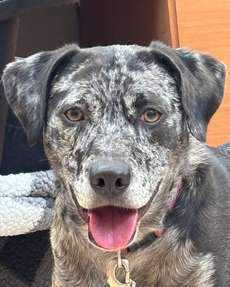 Catahoula Leopard Dog