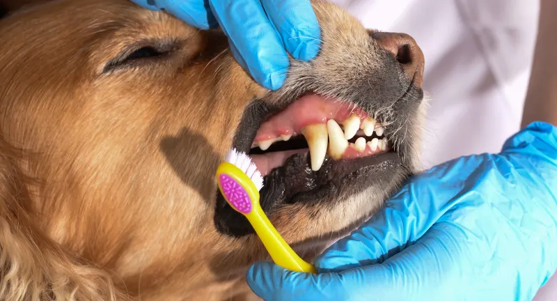 Neglecting Dental Care