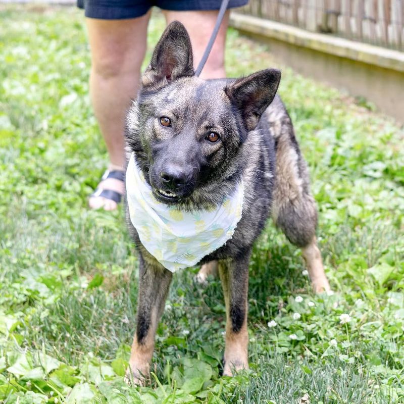 Norwegian Elkhound