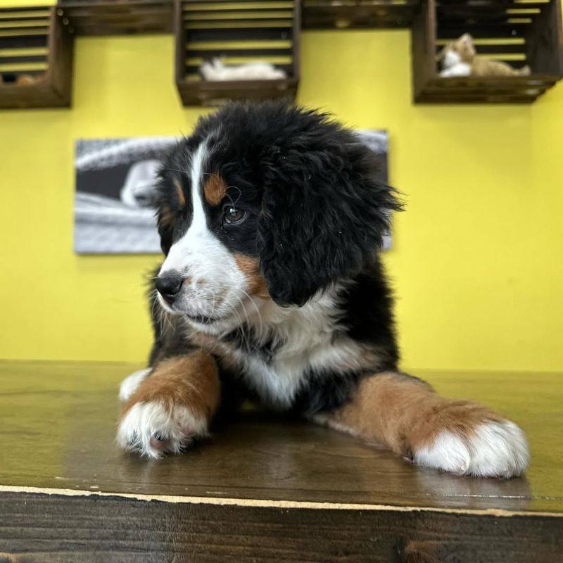 Bernese Mountain Dog