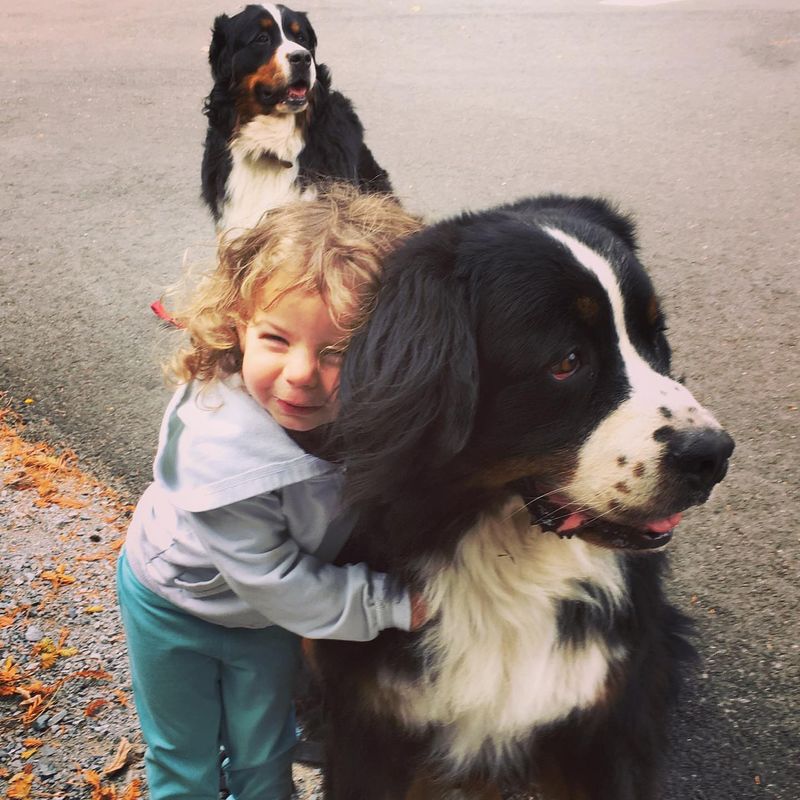 Bernese Mountain Dog