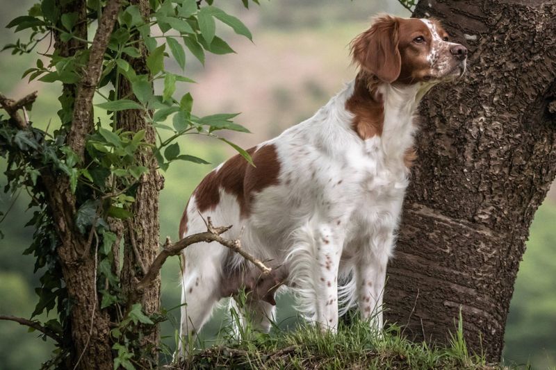 Brittany Spaniel