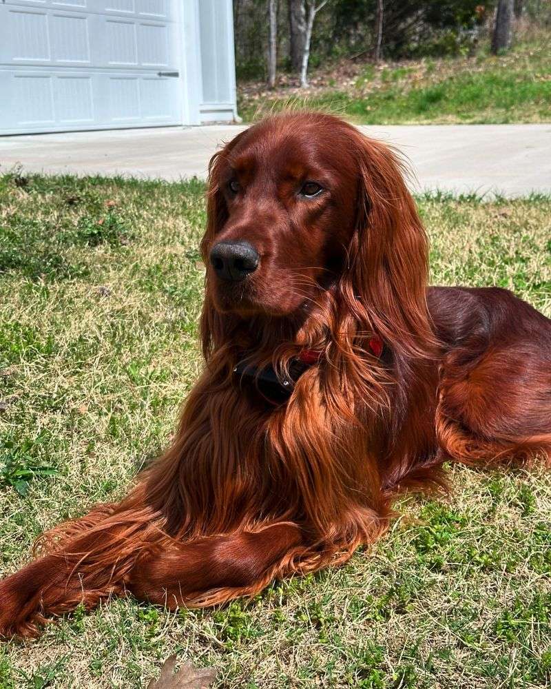 Irish Setter