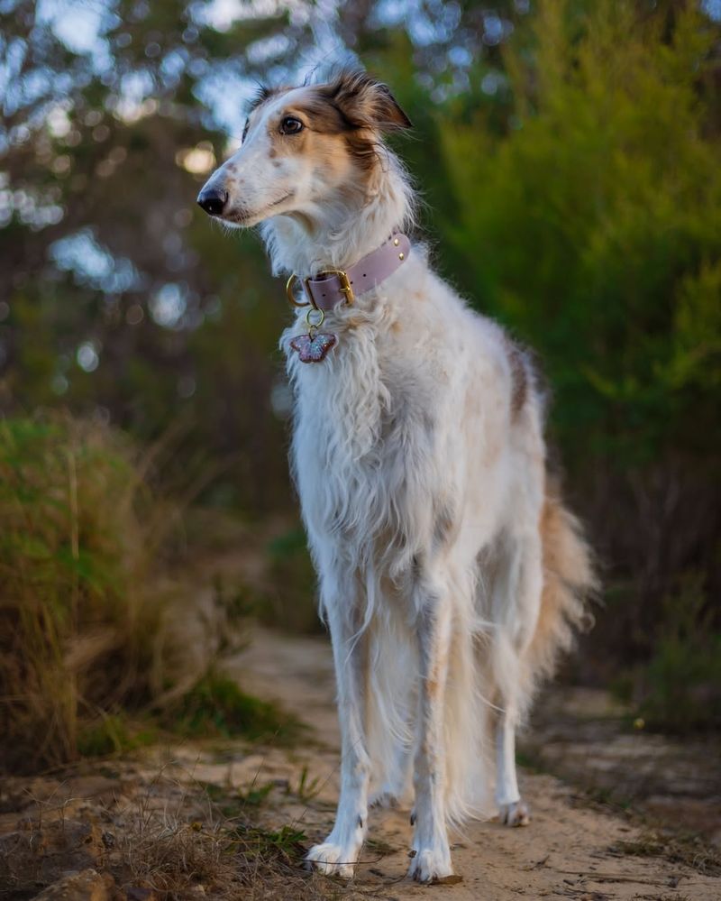 Borzoi