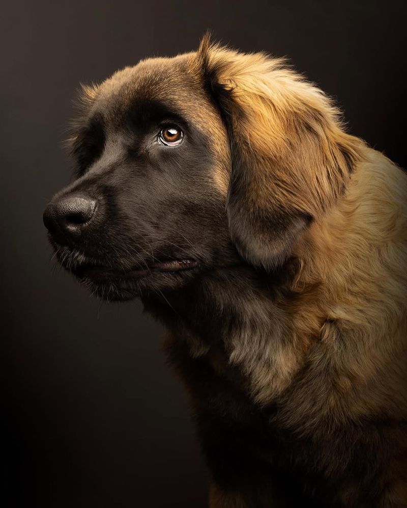 Leonberger