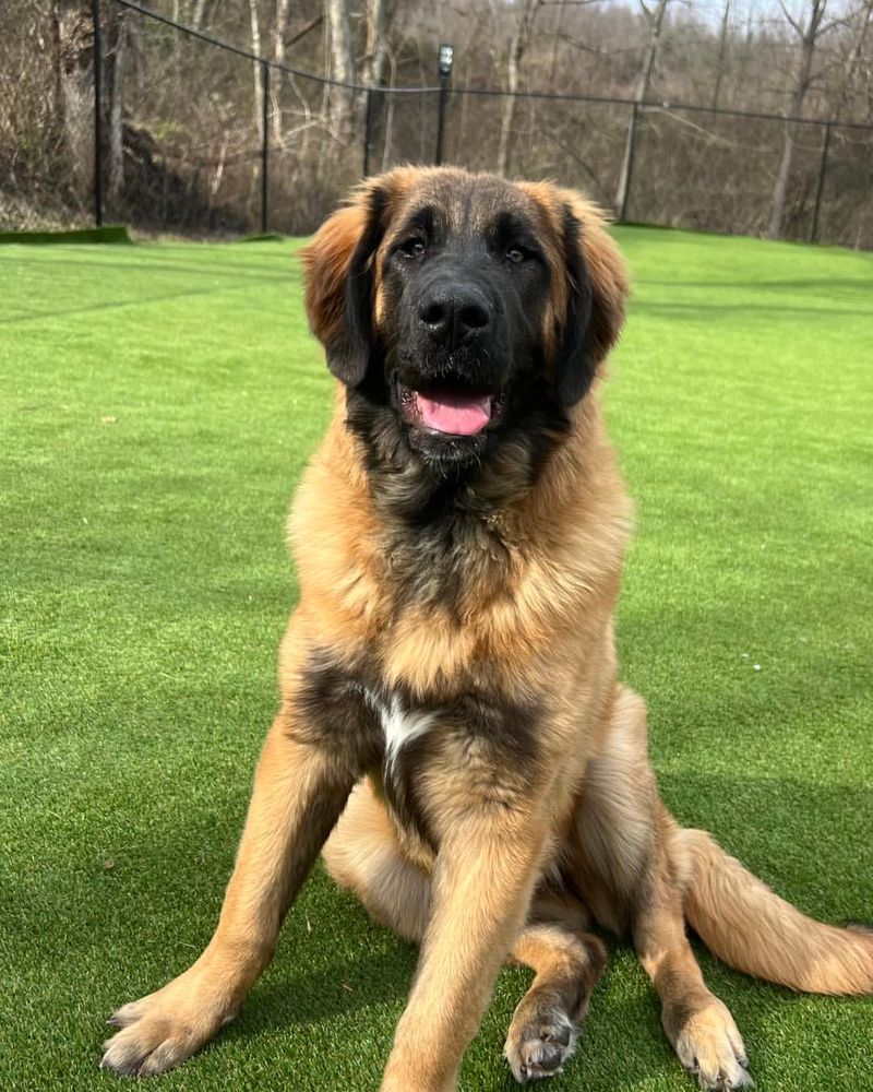 Leonberger