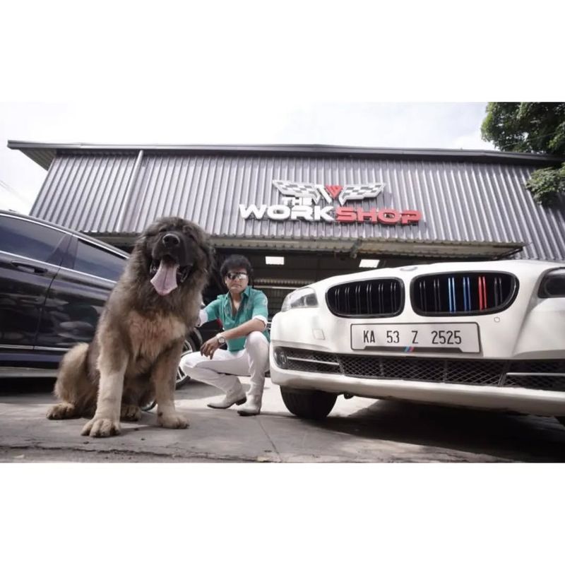 Caucasian Shepherd Dog