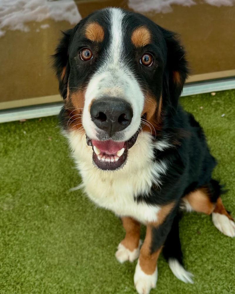 Bernese Mountain Dog